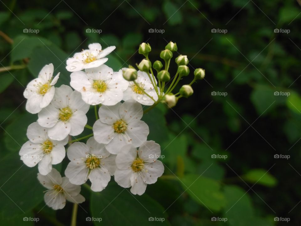 beautiful white flower blooming.