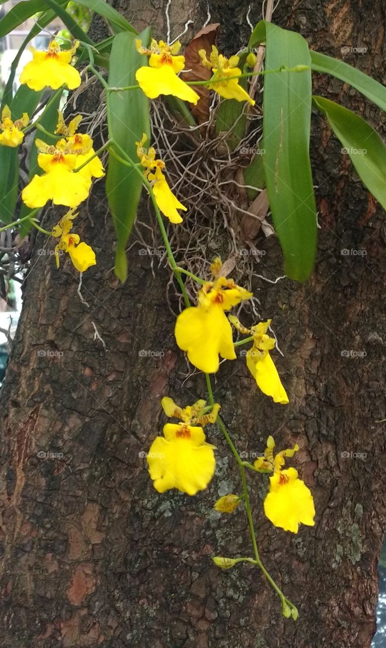 Yellow Orchid oncidium