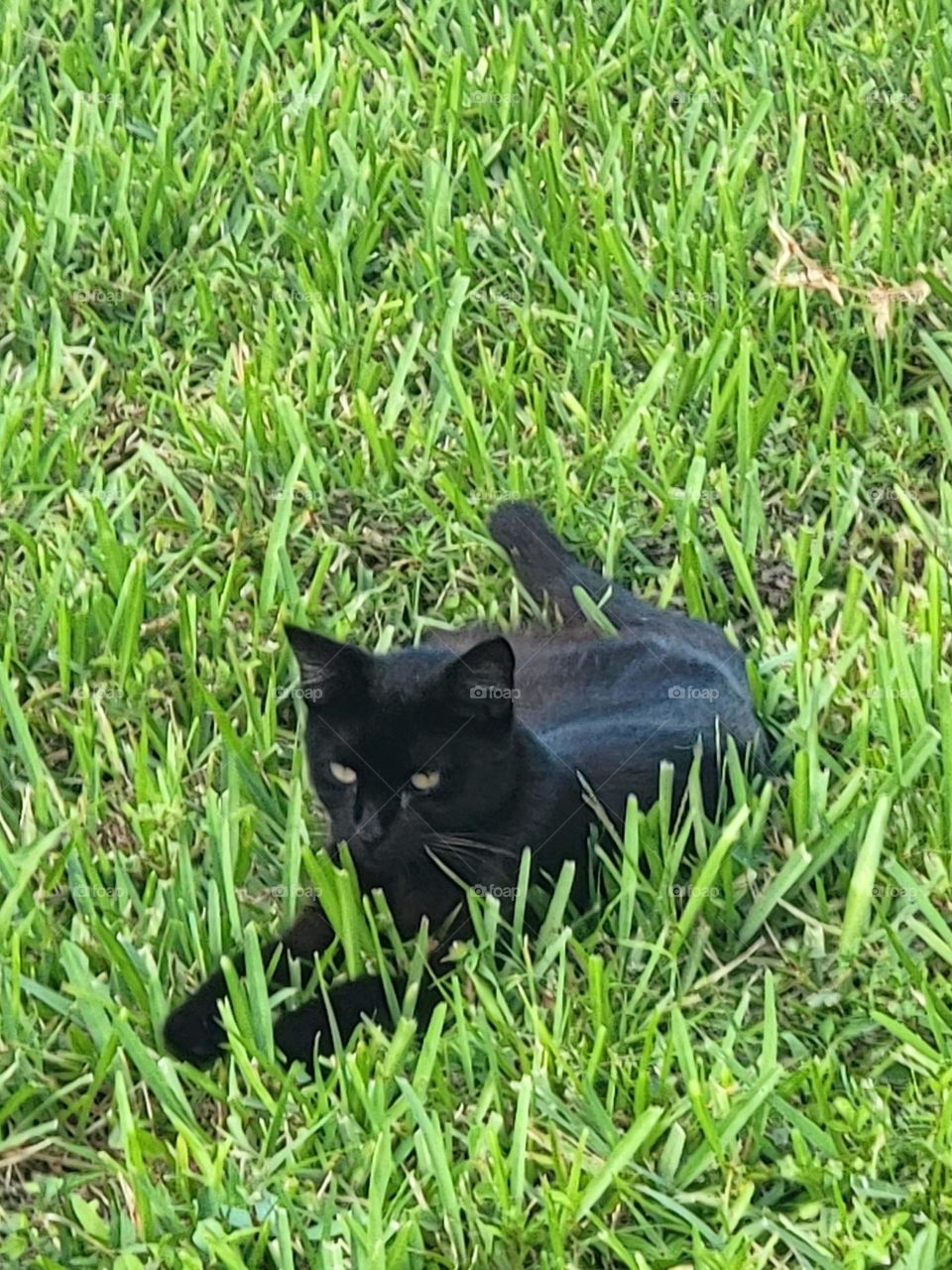 Black cat in grass.