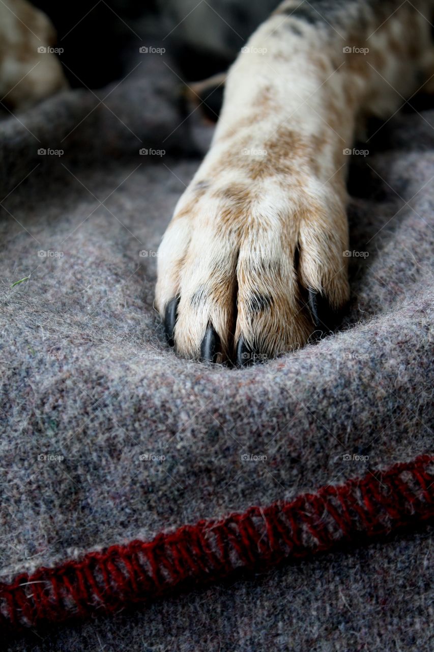 Dog paw