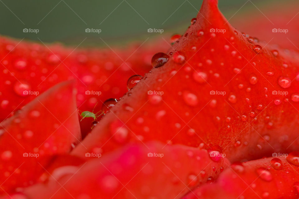 aphid walking on red petal near waterdrops