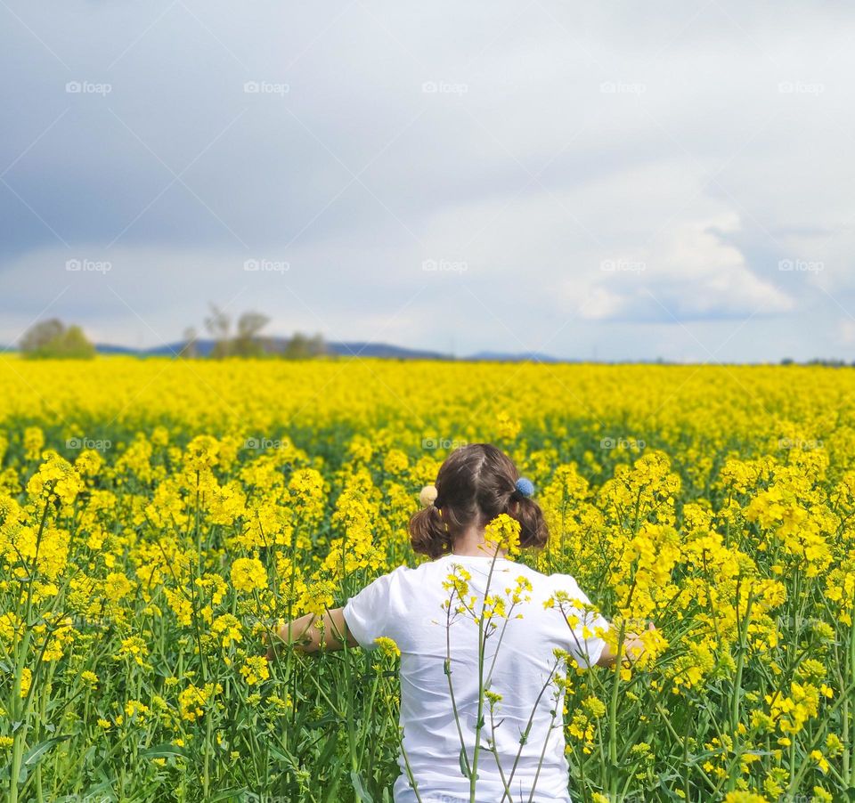 Deep dive into the golden rapeseed field