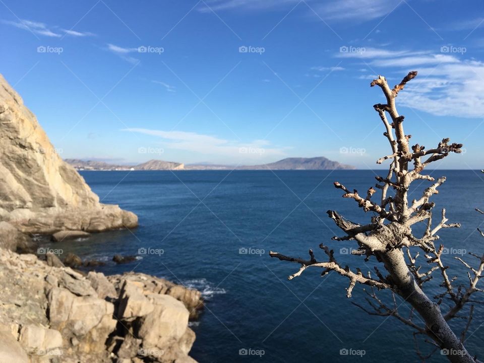 Dry tree on the sea rocks background 