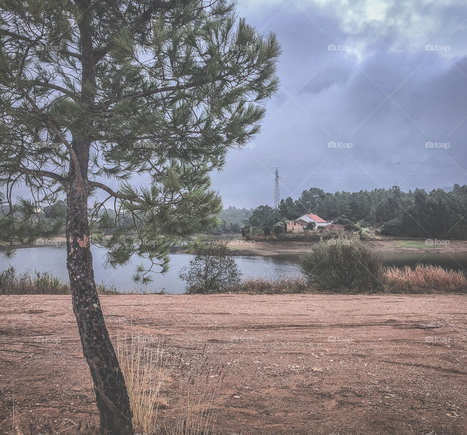 A tree in a field by the river on in cloudy day in, muted autumnal tones