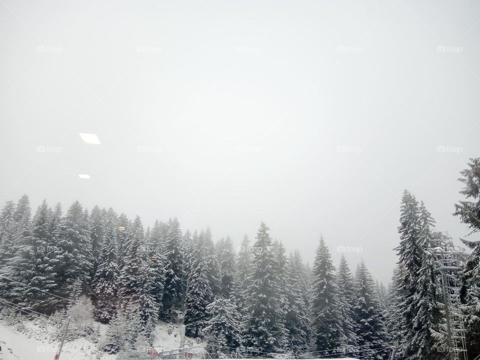 Kopaonik mountain, snowy forest