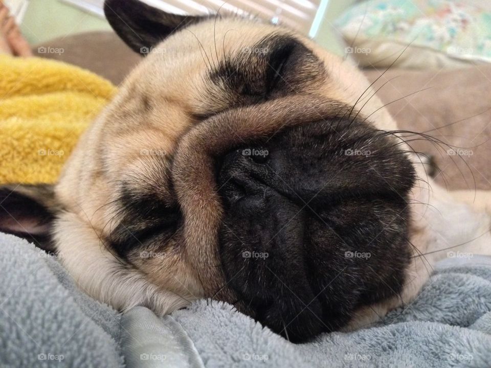 Dog resting on blanket