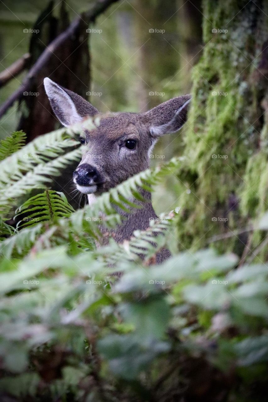 A mother deer poses motionless behind forest foliage while watching her offspring 