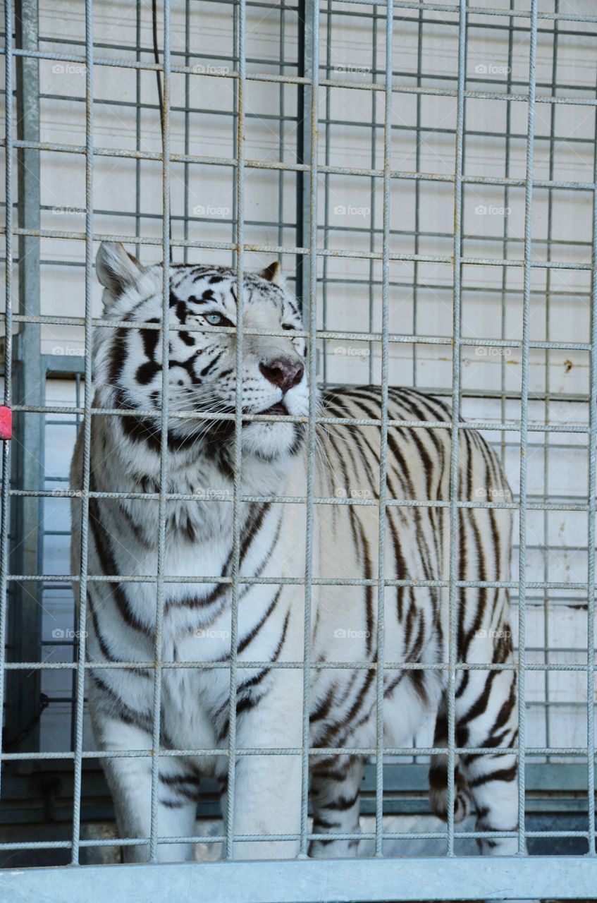 white tiger