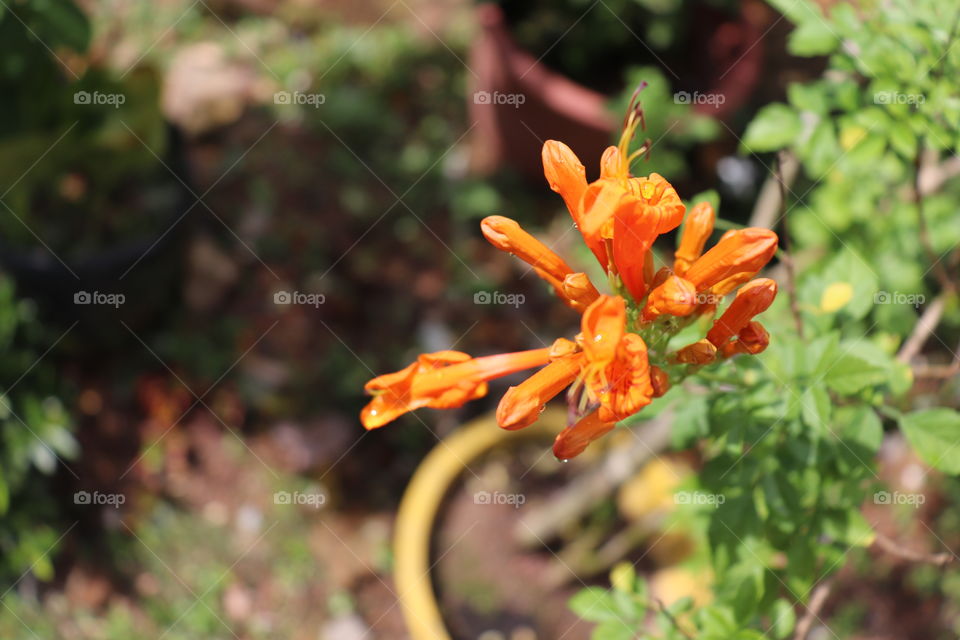 Orange flower always look soo beautiful!!