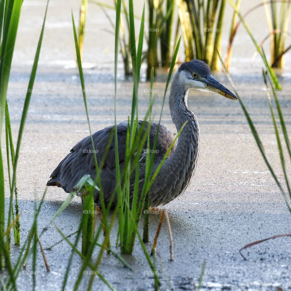 Great heron fishing