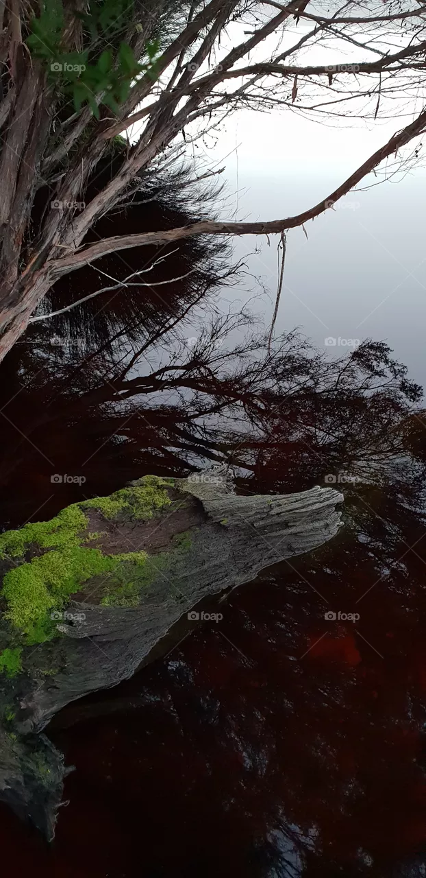 Lichen
