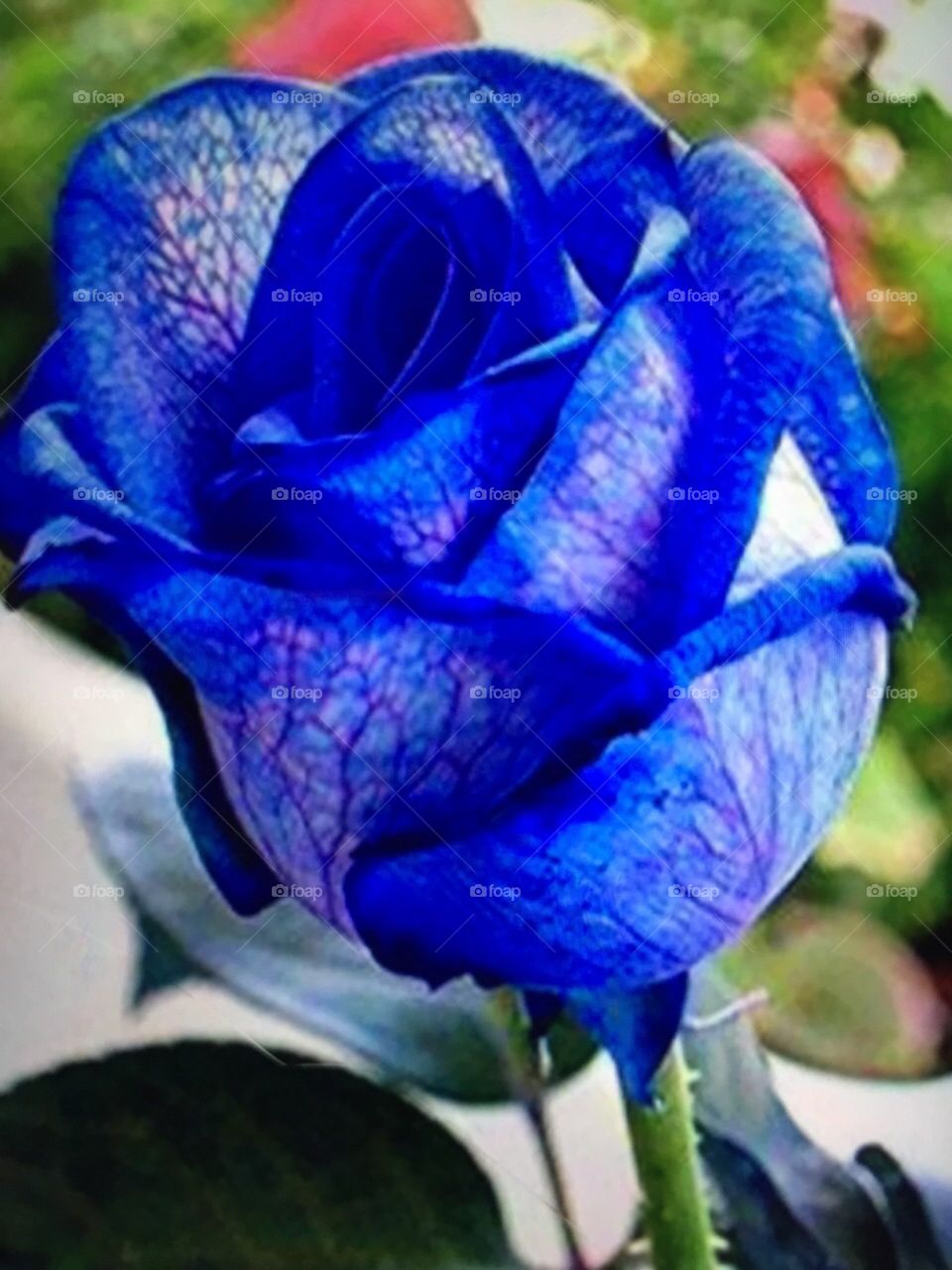 I saw Blue rose