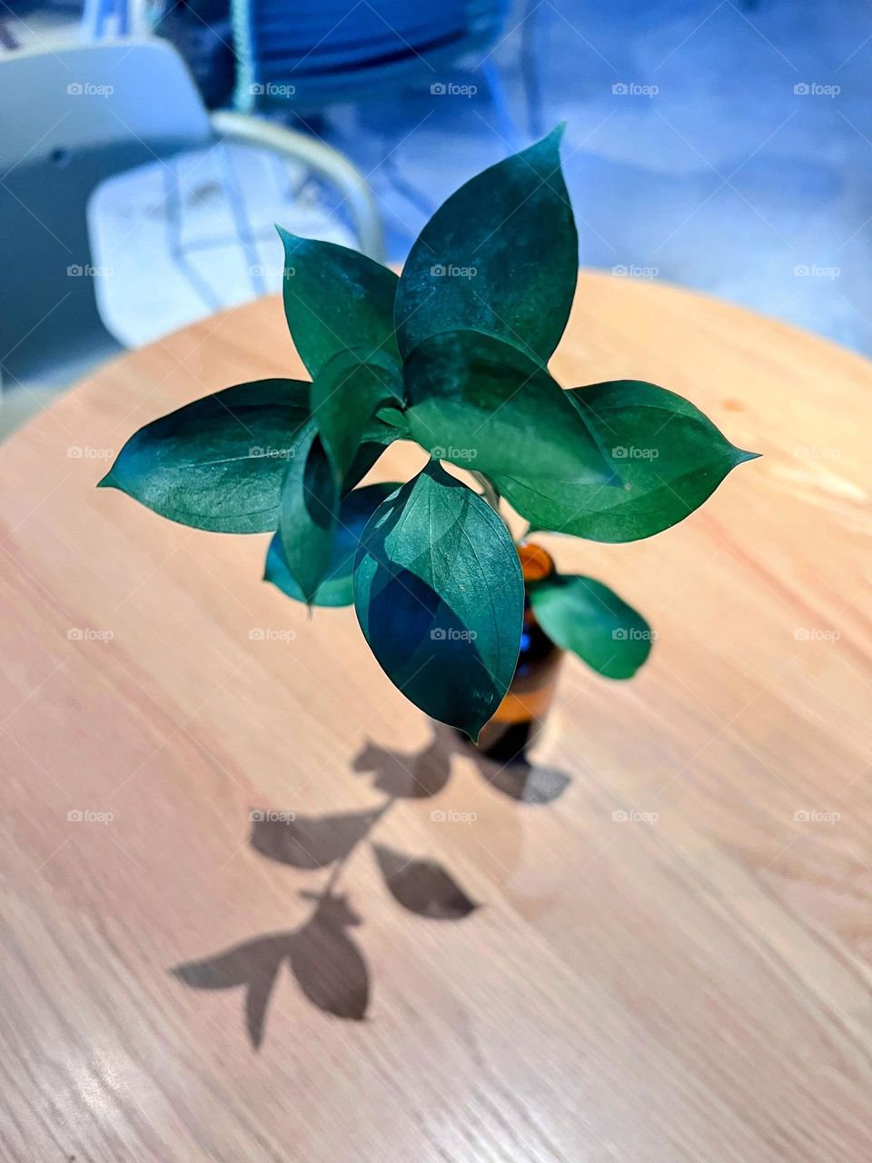 Single plant branch with deep green leaves in small container and shadow on the wooden table surface