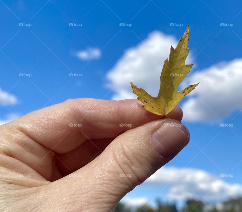 A hand holding a tiny leaf against the blue sky