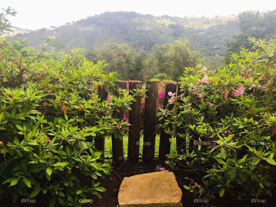 Flowers blooming by fence at garden