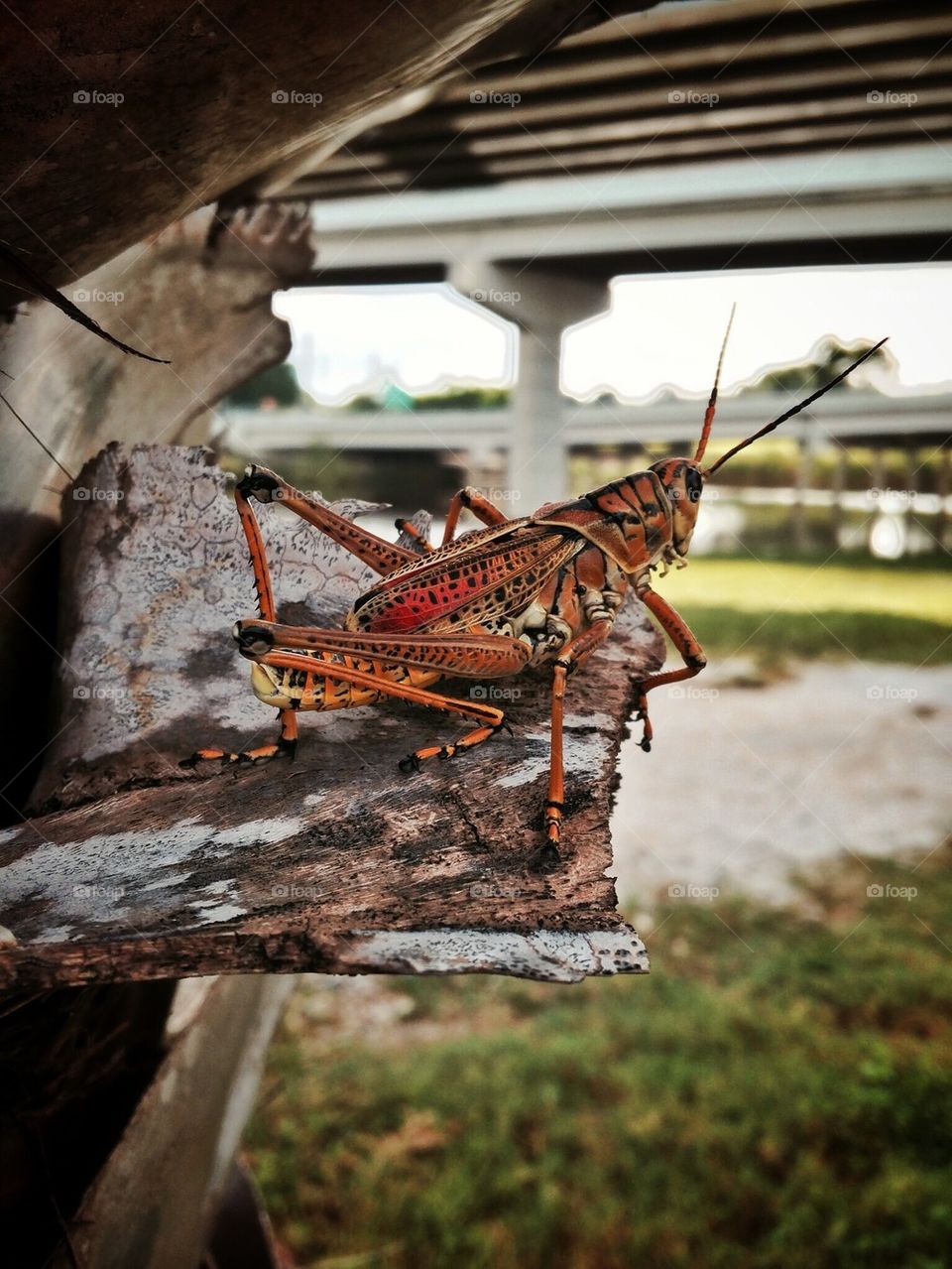 Grasshopper Gazing.