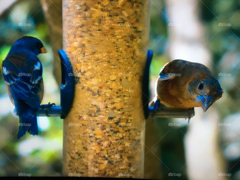 Beautiful birds in zoo