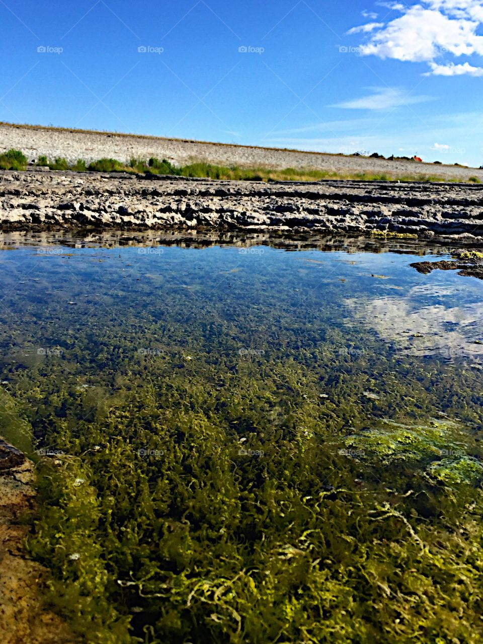 Water hole with seaweed!