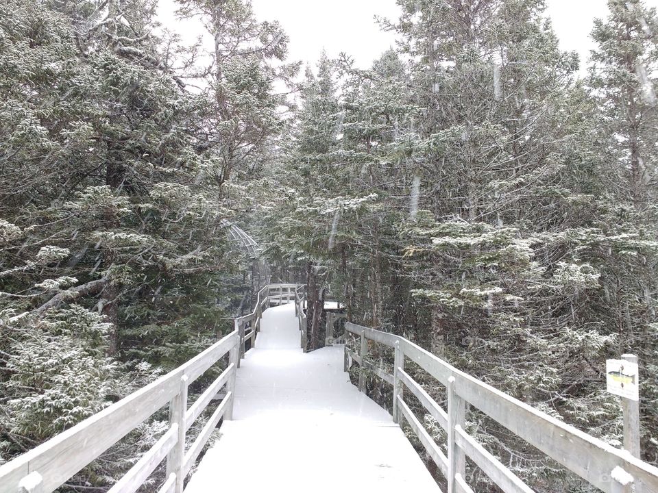 Snow covered boardwalk through trees