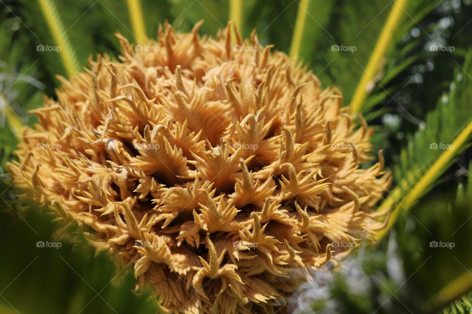 Closeup of female sago palm flower Cycas Revoluta gold flower against bokeh green leaves