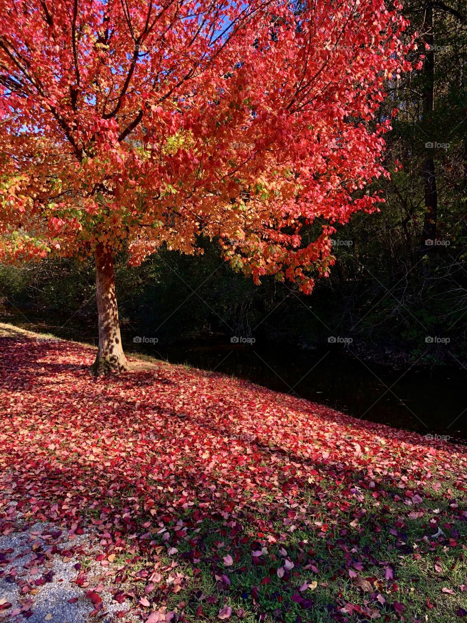 Autumn leaves turning red