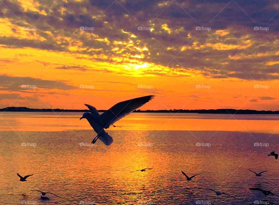 Close Encounter Sunset
During this dramatic sunset there were several seagulls flying around in search of food