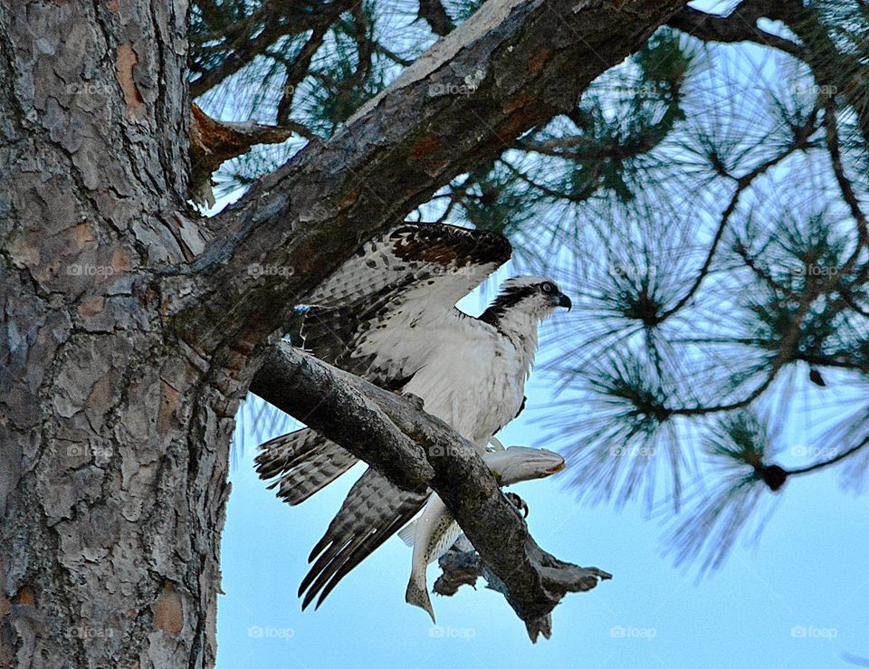 Just in time for dinner! The Osprey is perched high above on a pine tree limb after catching a fish to feed her babies.