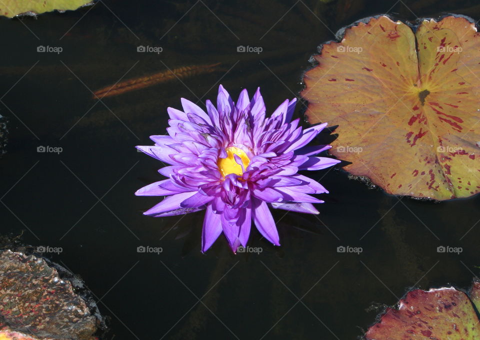 Purple Lily Pad