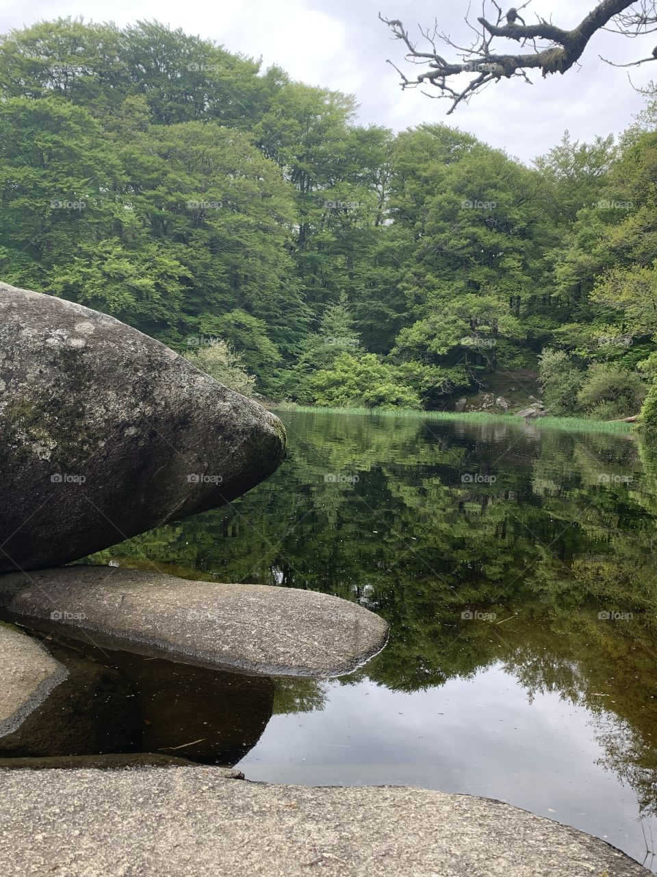 Forest and reflection