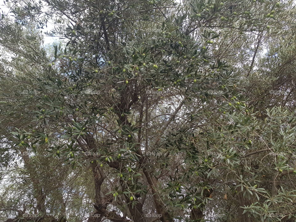 Olive tree, marrakesh, morocco