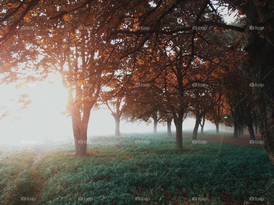 View of forest during autumn