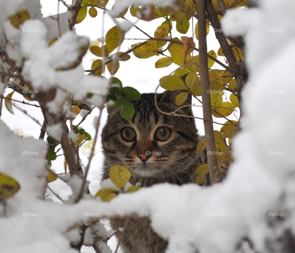 A gazing cat between the leaves in a snowy day.