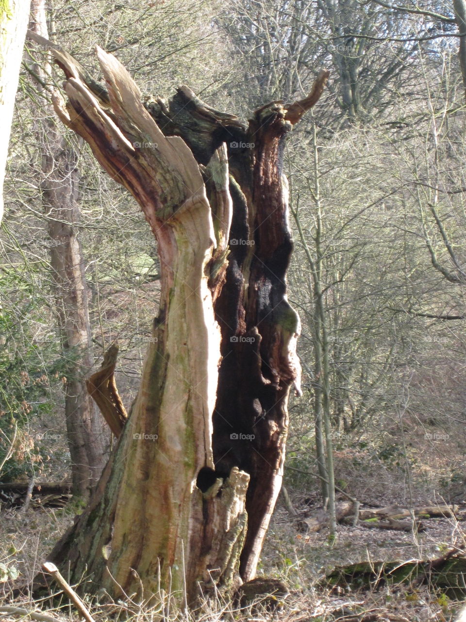 Old Oak Tree