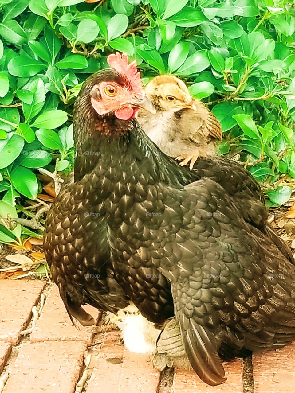 Hen and Chicks
