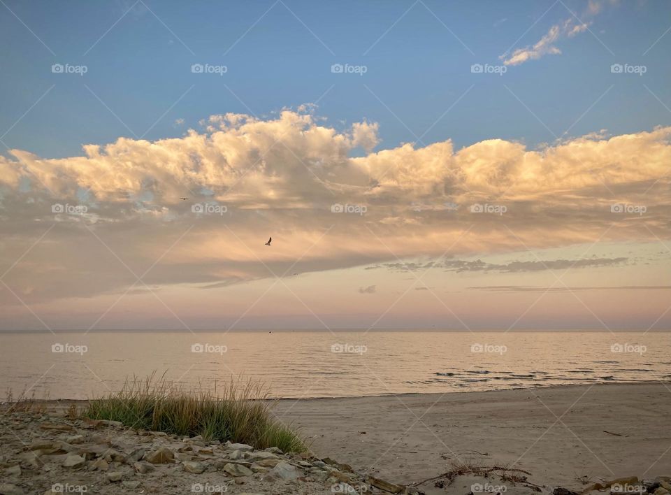 Liquid Fresh water Lake Eerie on Cedar Point shoreline and sandy, rocky beach with purple, pink and blue sunset sky divided by clouds. Beach grass and rocks in foreground and seagull in sky