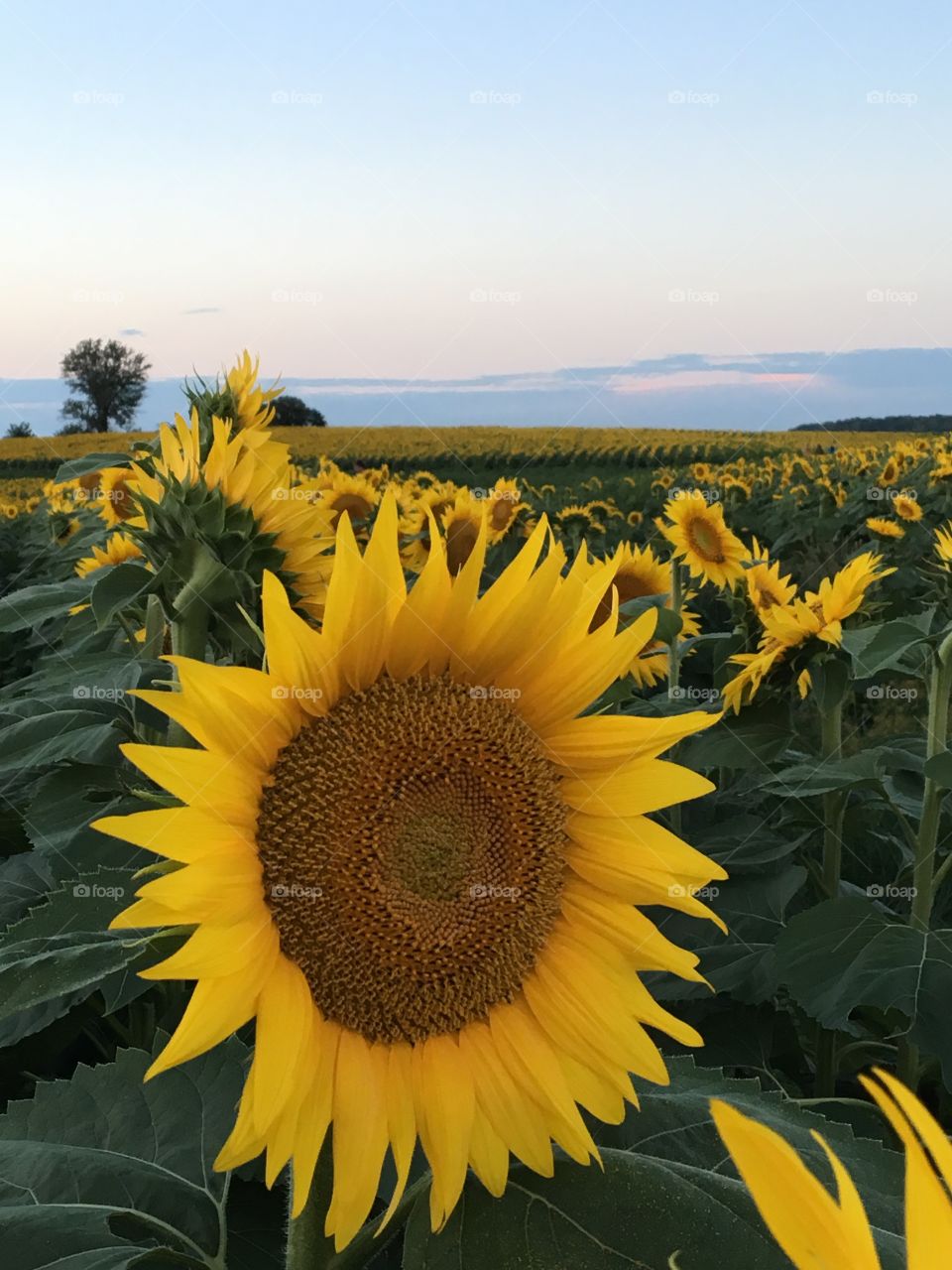 Beautiful sunflowers blooming