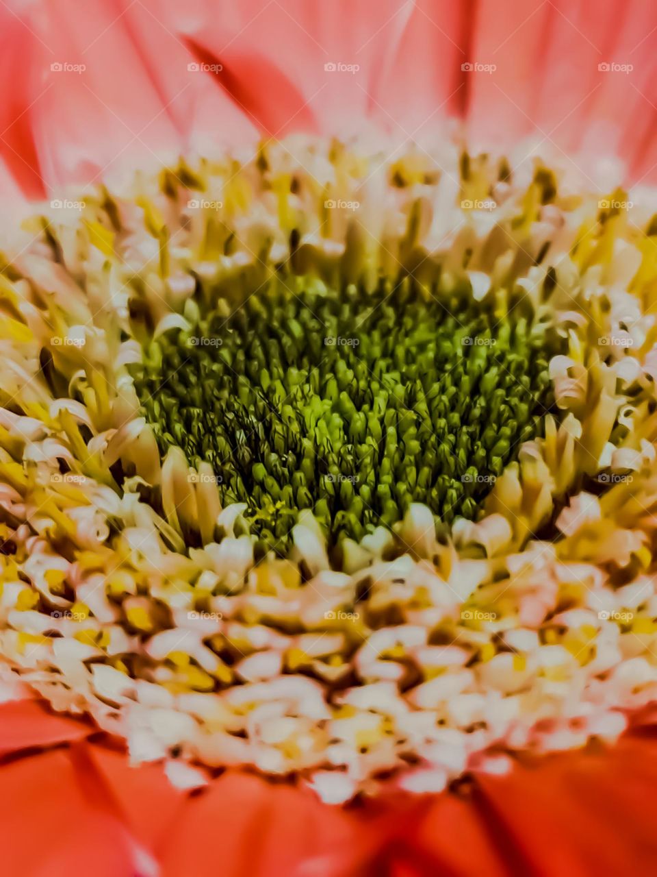 Macro Photo: Gerbera Flower