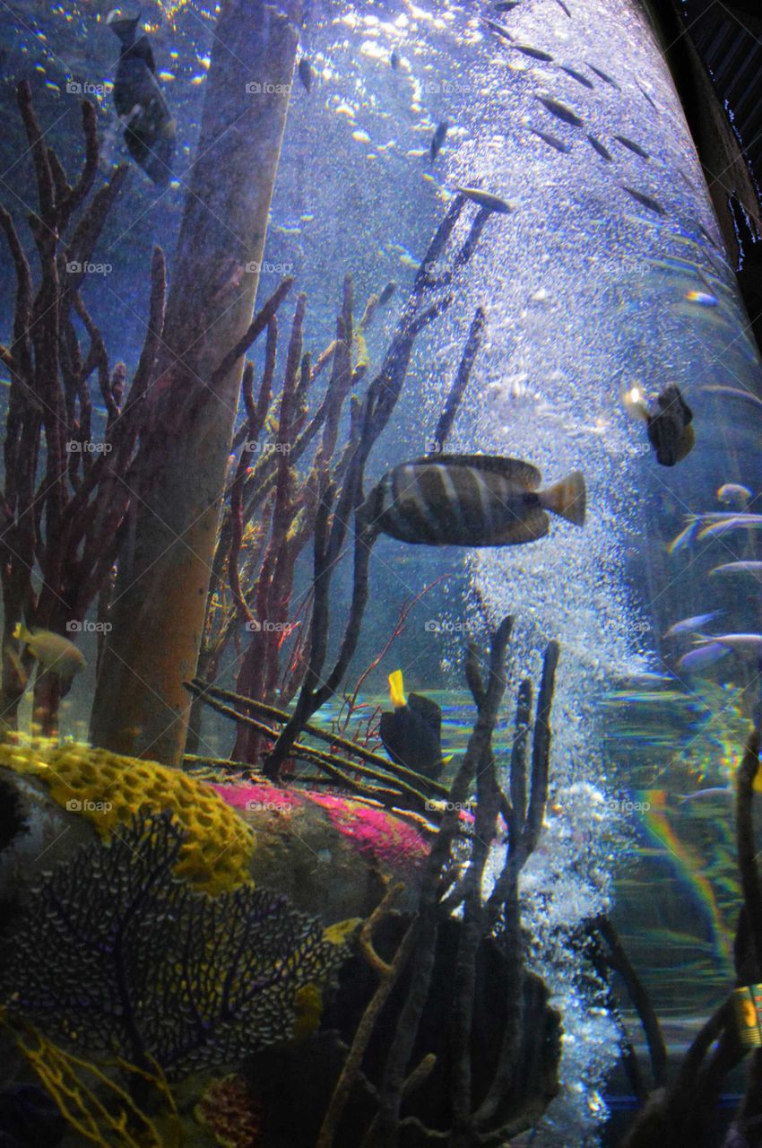 Coral reef and fish in the Aquarium in Birmingham, UK