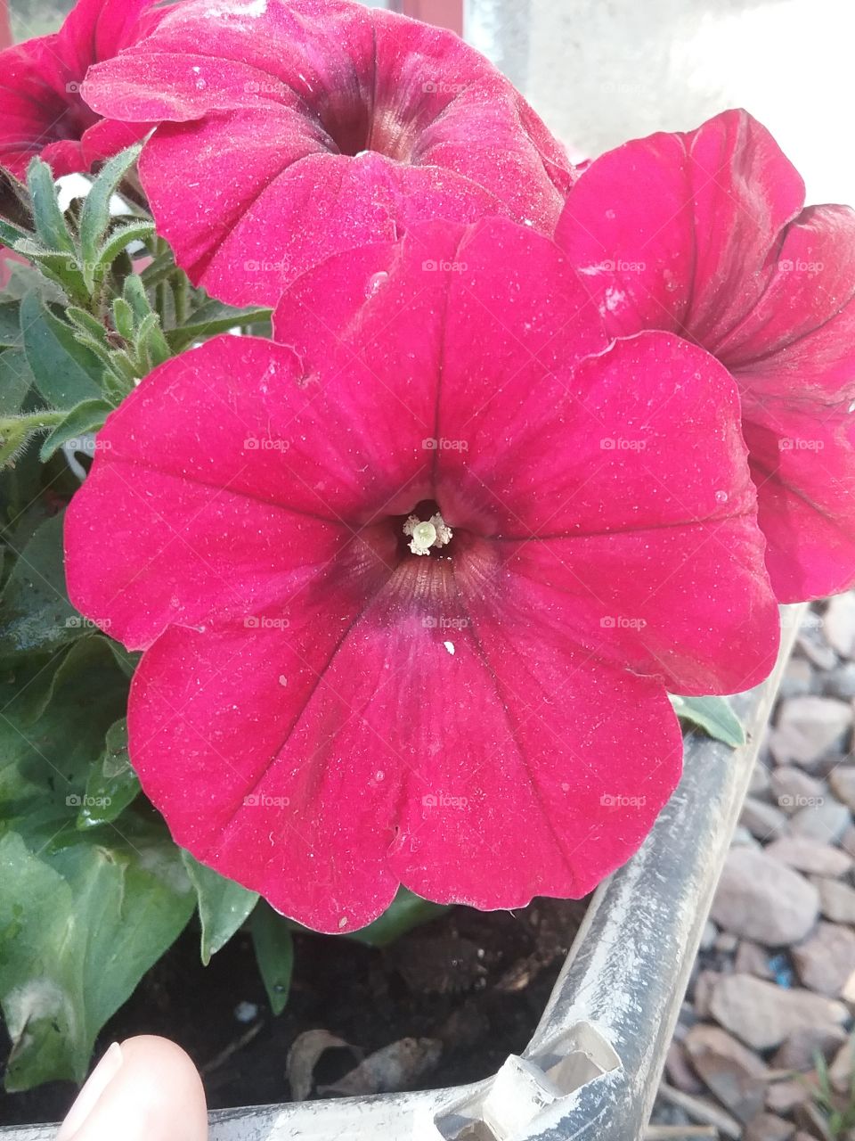 Red Petunia