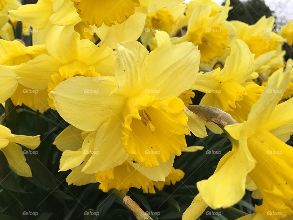 Daffodils in bloom