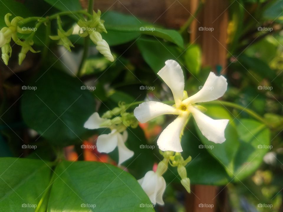 Sweet Blooming Jasmine