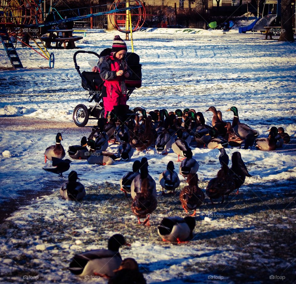 Ducks and child. Ducks being fed in the park