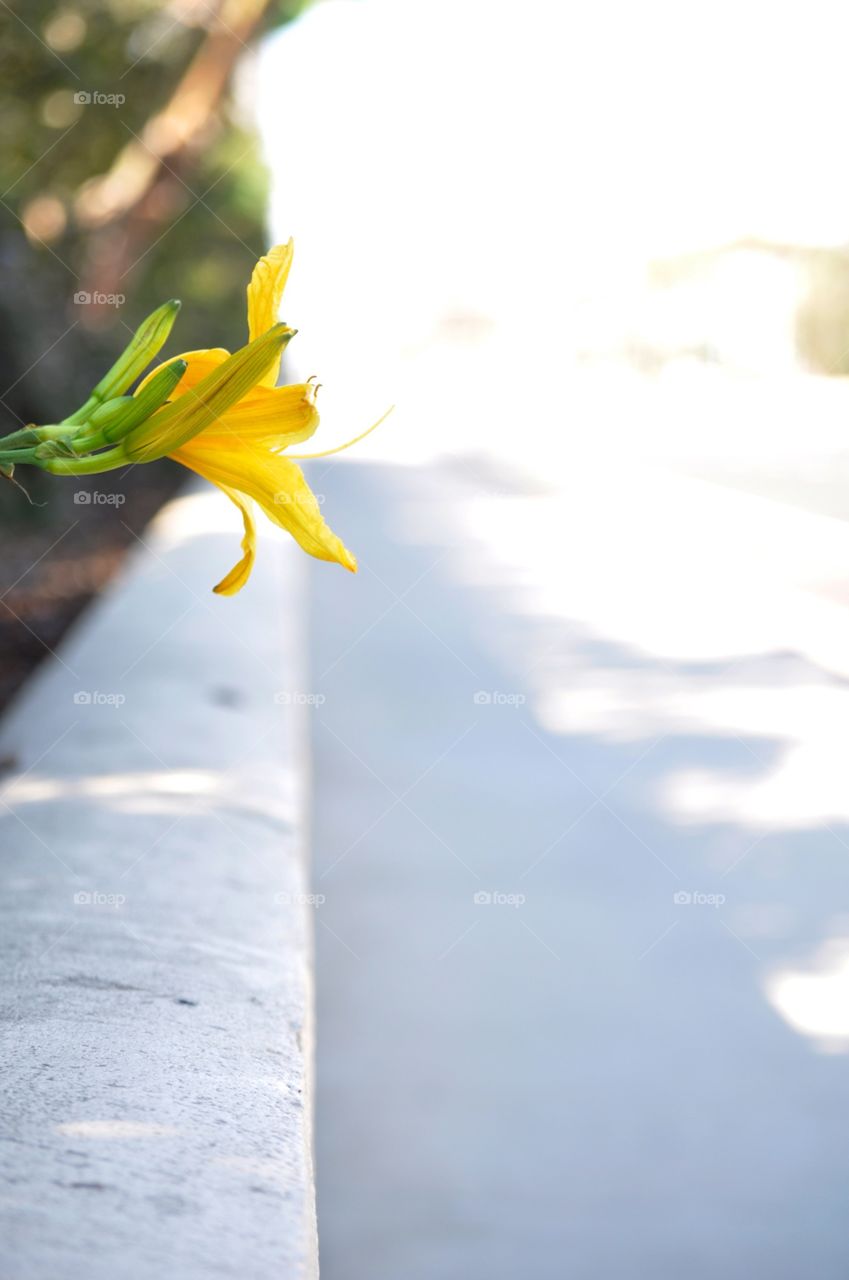 Flower in a Concrete Sea