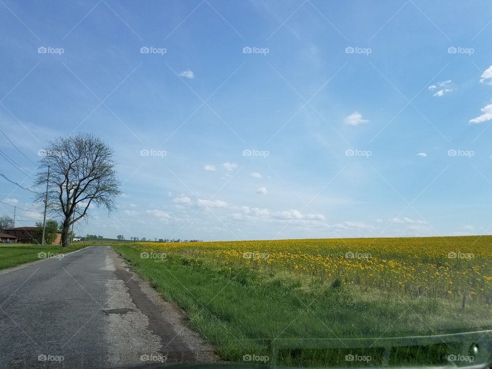 Spring prairie road