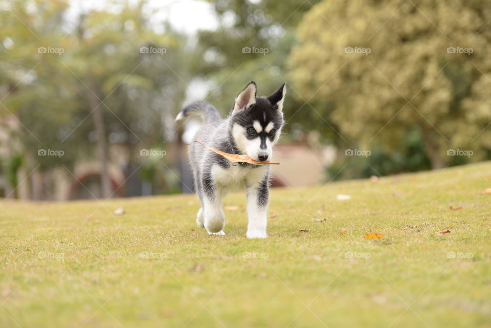 A husky puppy walking on grass