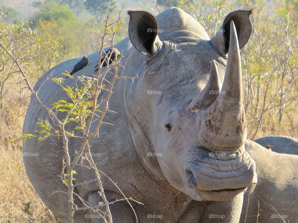 a happy rhino poses in Kruger National Park