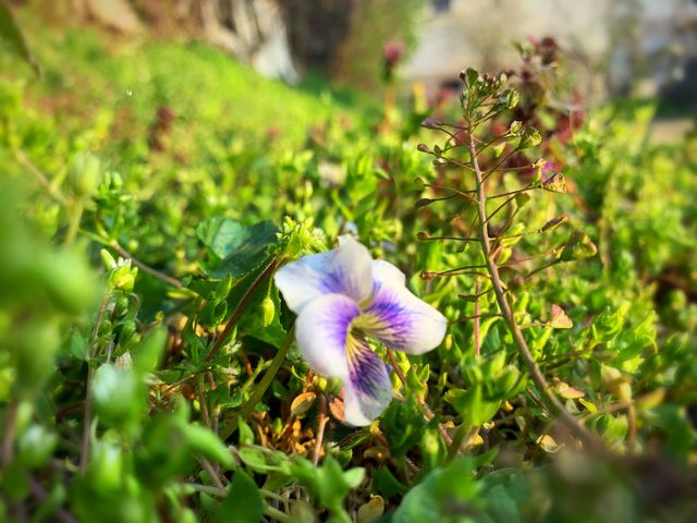 One flower