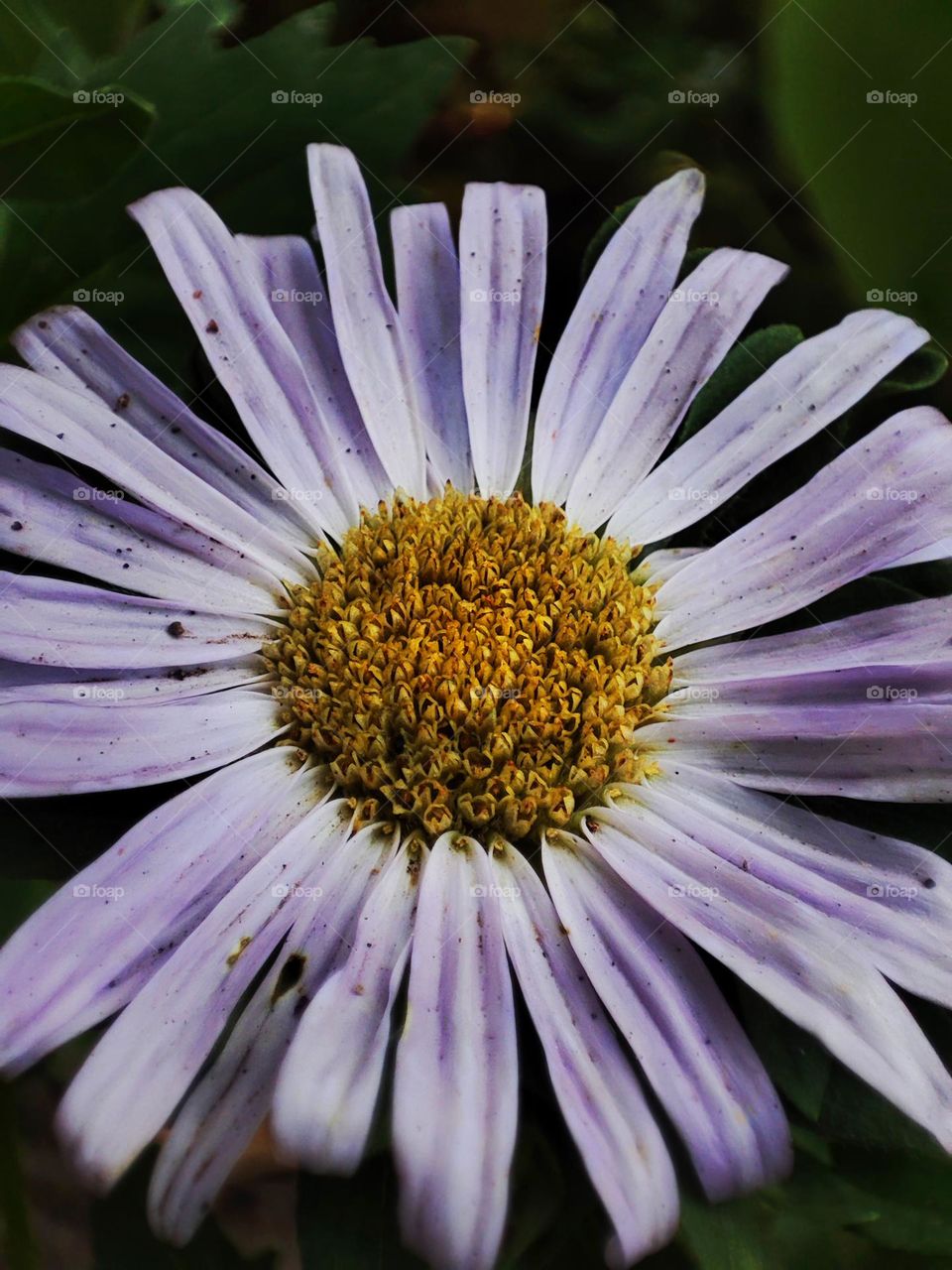 Macro photo of a summer plants