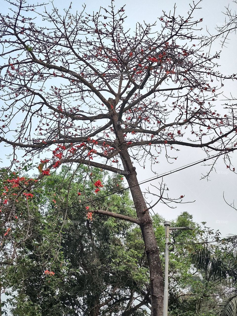 Mobile series: Plants