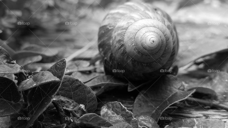 snail shell structure